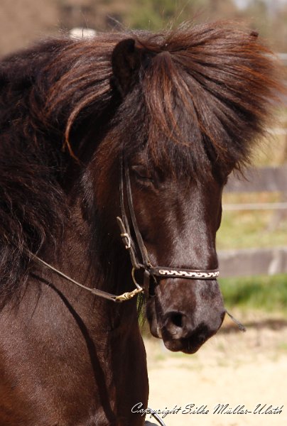 Freyja c.jpg - Freyja von Heidmoor - eine Thotti fra Holum Tochter.